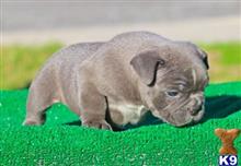 american bully puppy posted by Exotic Bully
